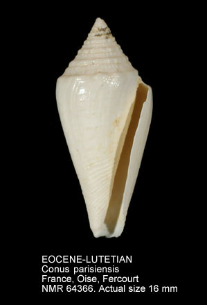 EOCENE-LUTETIAN Conus parisiensis.jpg - EOCENE-LUTETIAN Conus parisiensis Deshayes,1865